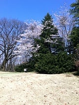 １番ホールティーグラウンド、桜がきれいです